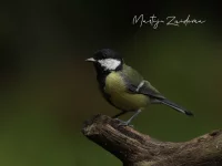 [Parus]
